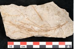 Foto (Detailansicht) von Glyptostrobus europaeus Brongniart (NHMW-GEO-2024-0188-6765)